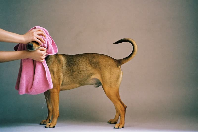 A dog being towel-dried after its bath