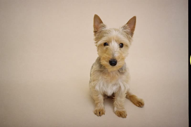 A small terrier puppy sitting patiently