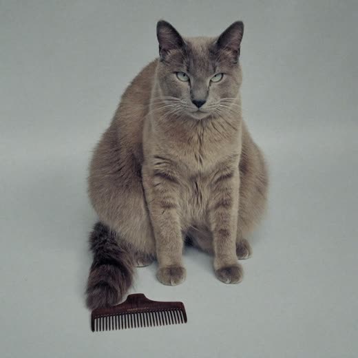 A long-coated cat, freshly combed